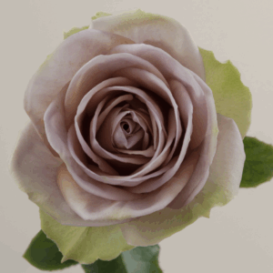 ROSE AMNESIA - 40 CM